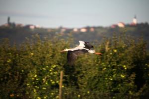 Storklja v letu- zadaj Cerkve- RDO-2011
